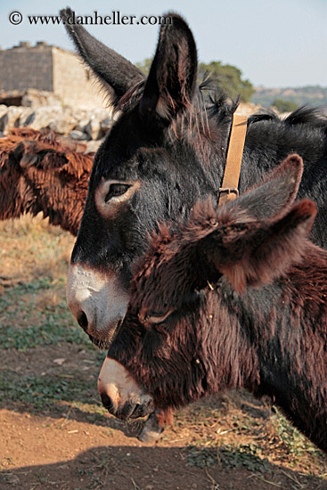 donkeys-3.jpg