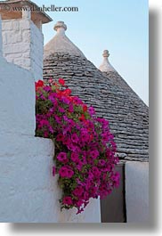 images/Europe/Italy/Puglia/Alberobello/Plants/bougainvillea-n-trulli-roof-1.jpg