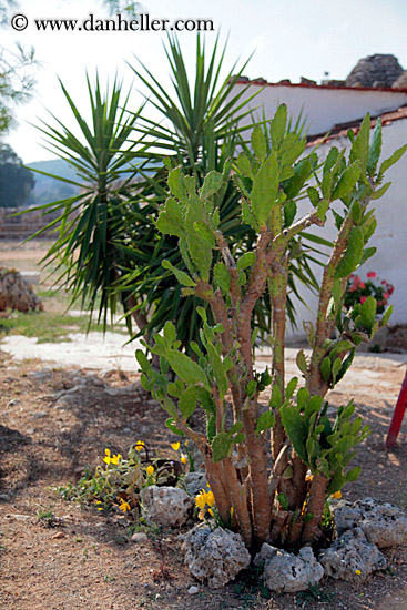 green-spike-leaf-cactus.jpg