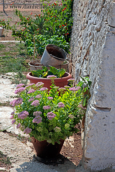 pink-flowers-in-pot-1.jpg