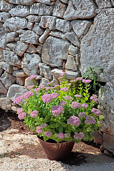 pink-flowers-in-pot-2.jpg