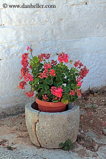 pink-geraniums-in-pot.jpg