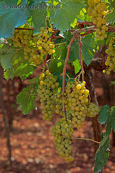 green-grapes-on-vine-4.jpg