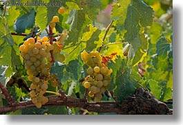 images/Europe/Italy/Puglia/Alberobello/Vineyards/green-grapes-on-vine-5.jpg