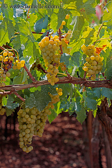 Green Grapes on Vine (6)