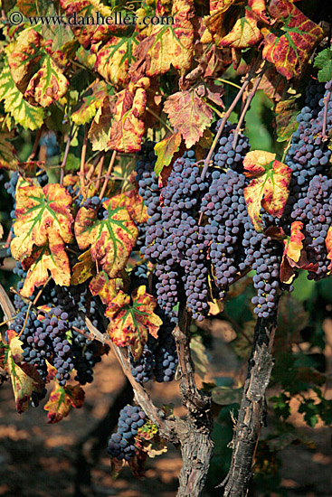 red-grapes-on-vine-1.jpg