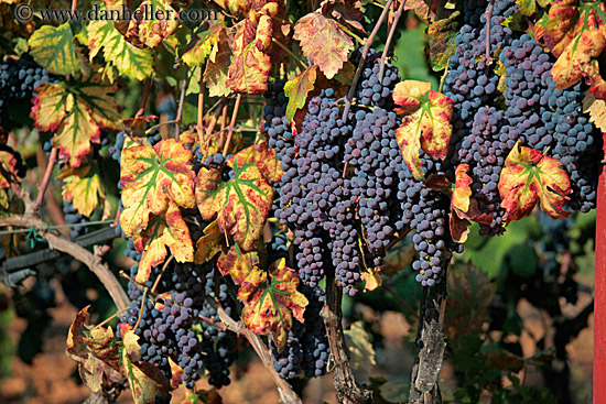 red-grapes-on-vine-2.jpg