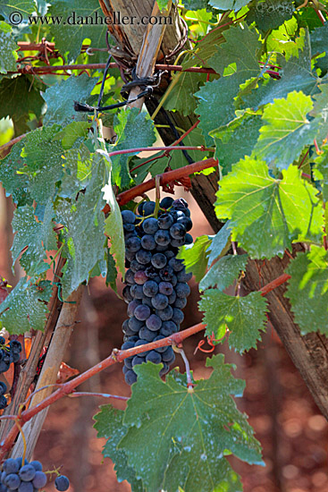 red-grapes-on-vine-3.jpg