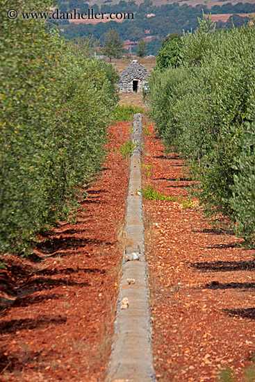 vineyard-w-little-trulli-1.jpg