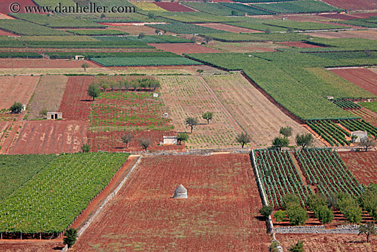 vineyard-w-little-trulli-2.jpg