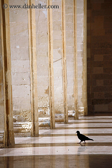 pigeon-between-pillars-1.jpg