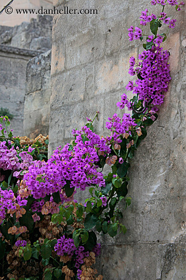 purple-bougainvillea-n-stone-wall-1.jpg