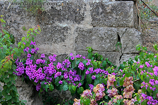 purple-bougainvillea-n-stone-wall-2.jpg