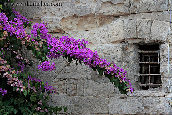 purple-bougainvillea-n-window.jpg