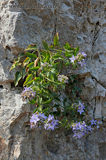 purple-flower-on-rock.jpg