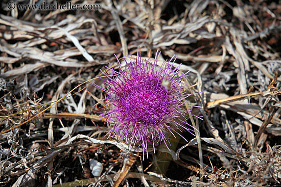 purple-spikey-flower.jpg