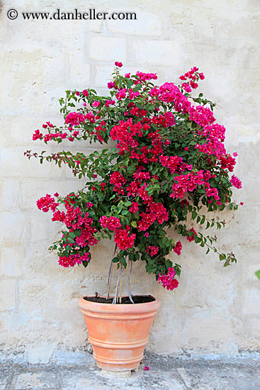 red-bougainvillea-1.jpg