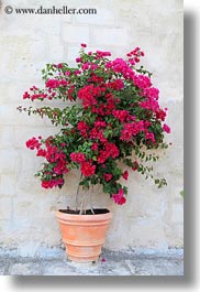images/Europe/Italy/Puglia/Matera/Plants/red-bougainvillea-1.jpg