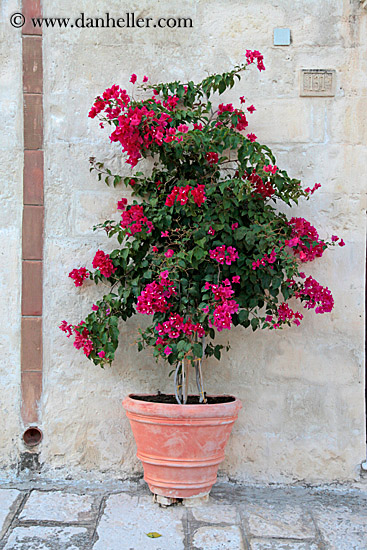 red-bougainvillea-2.jpg