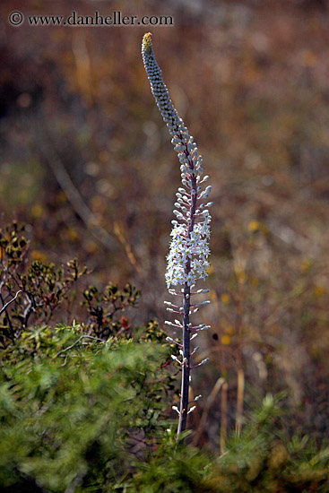 tall-white-flower.jpg