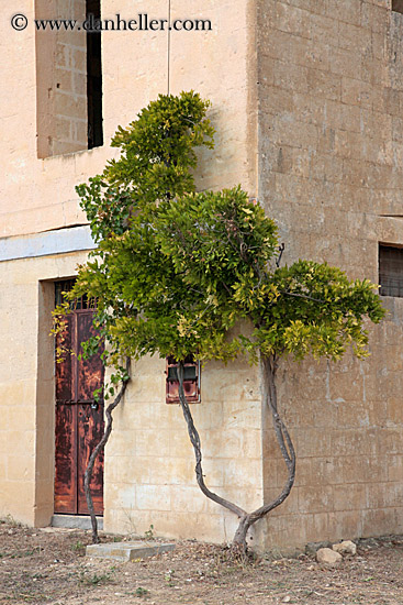 tree-on-wall-4.jpg