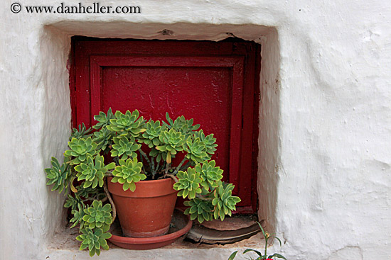 flowers-in-pots-2.jpg