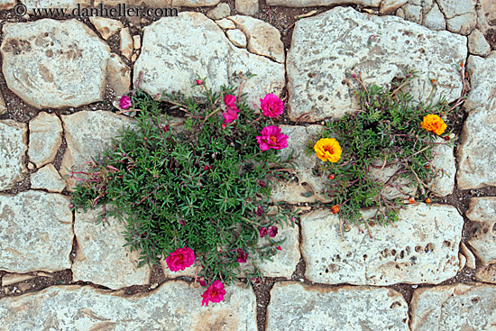 flowers-in-stones.jpg