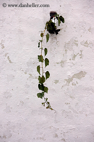 ivy-hanging-from-wall.jpg