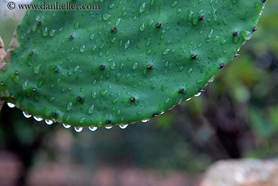 pearl-water-drops-from-cactus-2.jpg