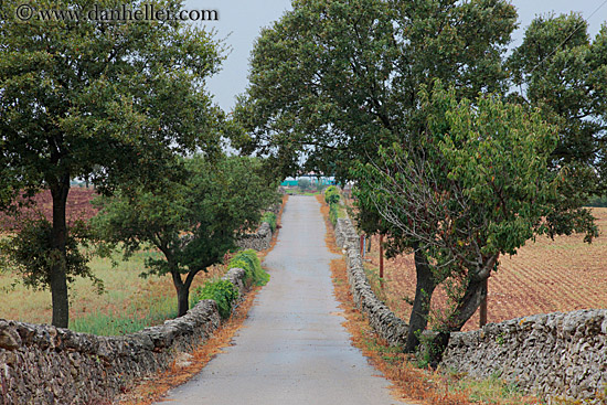 tree-n-stone-lined-road.jpg