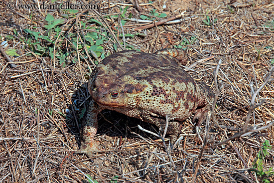 big-frog-1.jpg