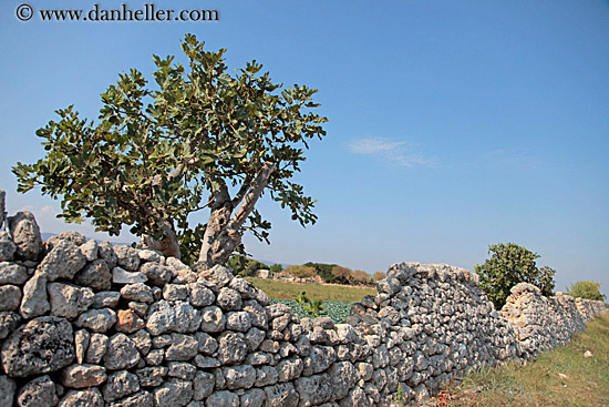 fig-tree-n-fence.jpg