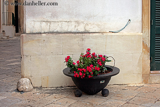 red-flowers-in-black-pot.jpg