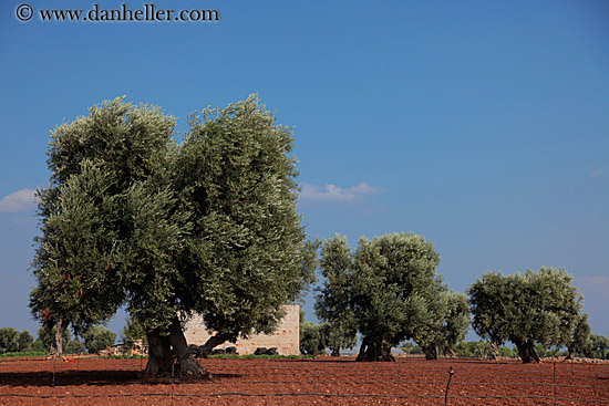 olive-trees-01.jpg