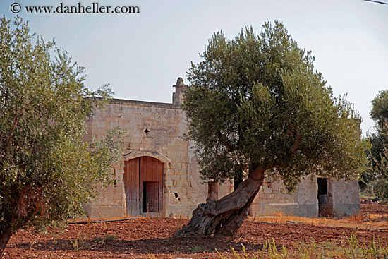 olive-trees-02.jpg