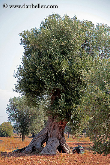 olive-trees-03.jpg