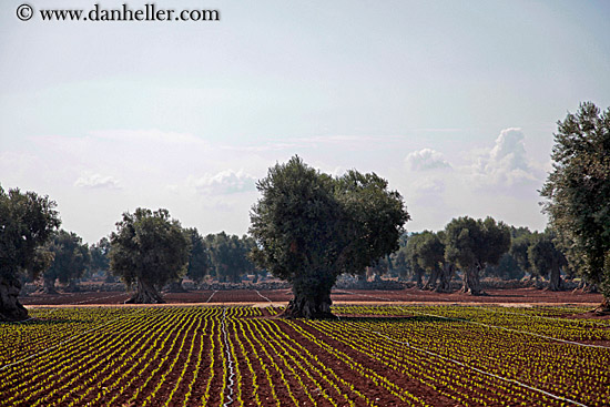 olive-trees-04.jpg