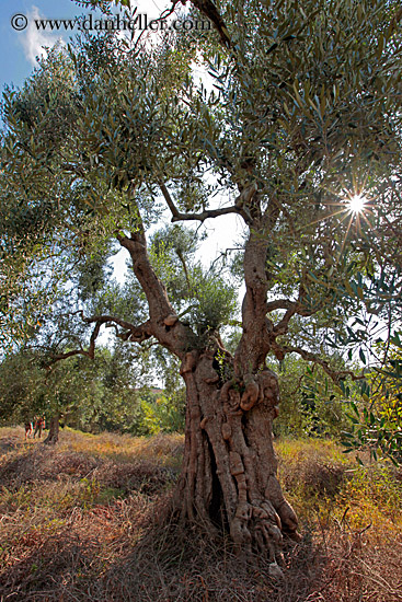 olive-trees-05.jpg