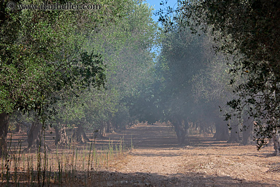 olive-trees-06.jpg