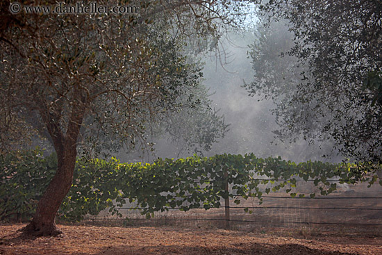 olive-trees-08.jpg