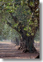 images/Europe/Italy/Puglia/Otranto/OliveTrees/olive-trees-10.jpg