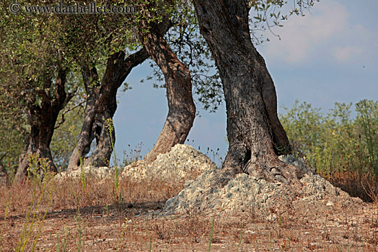 olive-trees-11.jpg