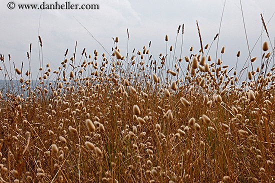 brown-weeds.jpg