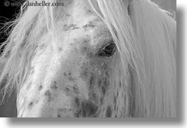 images/Europe/Italy/Puglia/Otranto/SantoEmilian/horse-01-bw.jpg
