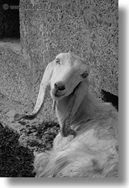 images/Europe/Italy/Puglia/Otranto/SantoEmilian/long-eared-white-goat-2.jpg