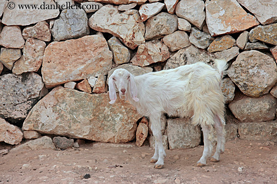 long-eared-white-goat-4.jpg