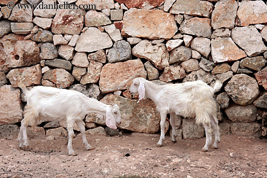 long-eared-white-goat-5.jpg