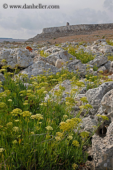 rocks-weeds-n-tower-5.jpg