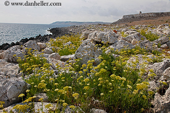 rocks-weeds-n-tower-6.jpg