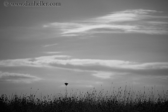 weeds-bw.jpg